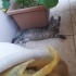 GÖRME ENGELLİ CANA YAKIN YAVRU TEKİR KEDİ. İSTANBUL/KOCAELİ fotoğraf