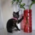 İZMİR O BİR ŞANS KEDİSİ. TORTİESHEL CİNSİ YAVRUMUZA ÖMÜRLÜK YUVASINI ARIYORUZ fotoğraf