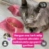 Ücretsiz sahiplenme lütfen okuyun fotoğraf