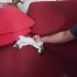 2,5 aylık beyaz bebek için aile aranıyor fotoğraf