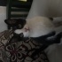 Cana yakın ve çok akıllı fotoğraf