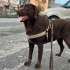 YUVA ARIYORUZ CHOCOLATE LABRADOR fotoğraf