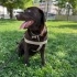YUVA ARIYORUZ CHOCOLATE LABRADOR fotoğraf