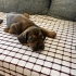 French Bulldog acil Yuva aranıyor fotoğraf