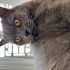 erkek kısır aşırı uysal sevgi dolu bir kedi fotoğraf