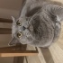 erkek kısır aşırı uysal sevgi dolu bir kedi