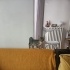 Yakışıklı Mırmır yuva arıyor fotoğraf
