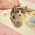 Minik Patiler yuva arıyor (1 dişi,4 erkek) fotoğraf