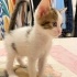 Minik Patiler yuva arıyor (1 dişi,4 erkek) fotoğraf