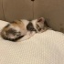 Minik Patiler yuva arıyor (1 dişi,4 erkek) fotoğraf
