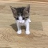 Lokum bebek ömürlük yuvasını arıyor fotoğraf
