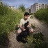 AŞILI VE KISIR SAFKAN GOLDEN RETRİEVER fotoğraf