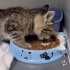 Veterinerimiz sahiplendirmek istiyor fotoğraf
