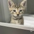 Veterinerimiz sahiplendirmek istiyor fotoğraf
