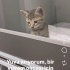 Veterinerimiz sahiplendirmek istiyor fotoğraf