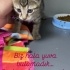 Veterinerimiz sahiplendirmek istiyor fotoğraf