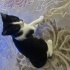Çok sevimli yavru kedi fotoğraf