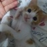 YAVRU KEDİ (BİR ŞANS VERİN ACİL YUVA ARİYORUZ)