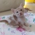 YAVRU KEDİ(ACİL YUVA ARİYORUZ) fotoğraf
