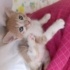 YAVRU KEDİ(ACİL YUVA ARİYORUZ) fotoğraf