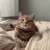 Acil yuva arıyoruz british shorthair fotoğraf