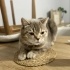 Acil yuva arıyoruz british shorthair fotoğraf