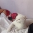 Çok acil yuva arıyoruz çok acil fotoğraf