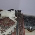 Çok acil yuva arıyoruz çok acil fotoğraf