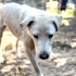 Dünya güzeli beyaz labrador barınakta fotoğraf