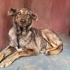 Dünya güzeli labrador mix yuva arıyor fotoğraf