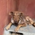 Dünya güzeli labrador mix yuva arıyor fotoğraf