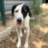 Pointer melezi can yuva arıyor fotoğraf