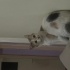 Kısırlaştırılmış çok oyuncu bir kedi