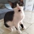 Bokuli sevgi dolu yuvasini ariyor fotoğraf