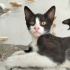 Böcek yuvasını ariyor fotoğraf