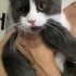 Minik shorthair