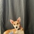 Apartman yaşamına uyumlu, jack russell melezi fotoğraf