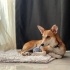 Apartman yaşamına uyumlu, jack russell melezi fotoğraf