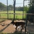 Gerçek Bir Koruma Köpeği