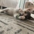 2 aylık sevimli yavruya yuva fotoğraf