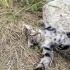 OYUNCU TATLI YAVRU KIZIMIZ YUVA ARIYOR fotoğraf