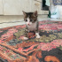TEMAS BAĞIMLISI UYSAL YAVRU KIZIMIZ YUVA ARIYOR fotoğraf