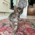 UYSAL UYUMLU TATLI YAVRU KIZIMIZ YUVA ARIYOR fotoğraf