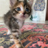 SEVİMLİ TATLI YAVRU KIZIMIZ YUVA ARIYOR fotoğraf