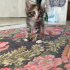 SEVİMLİ TATLI YAVRU KIZIMIZ YUVA ARIYOR fotoğraf
