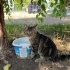 Minik Kaplan'a Yuva Aranıyor fotoğraf