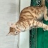 Leopar desenli YAKIŞIKLI