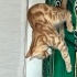 Leopar desenli YAKIŞIKLI fotoğraf