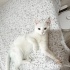 Sokağa terk edilen paşa acil yuva arıyor fotoğraf
