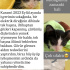 Ev Kedisi Karam çok acil yuva arıyor nolur sokaklara gitmesin fotoğraf